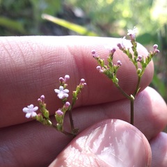 Valeriana urticifolia