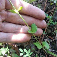 Valeriana urticifolia