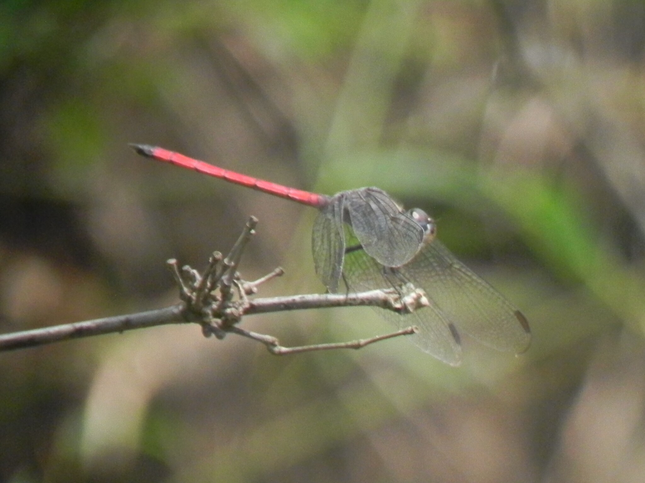 Asiatic Bloodtail