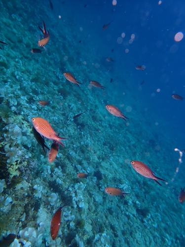 Chromis chromis