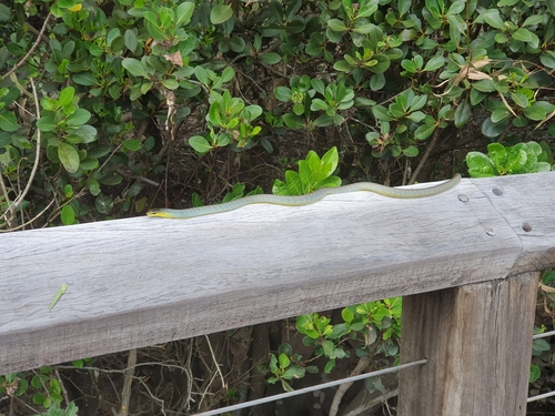 Common Tree Snake sighting