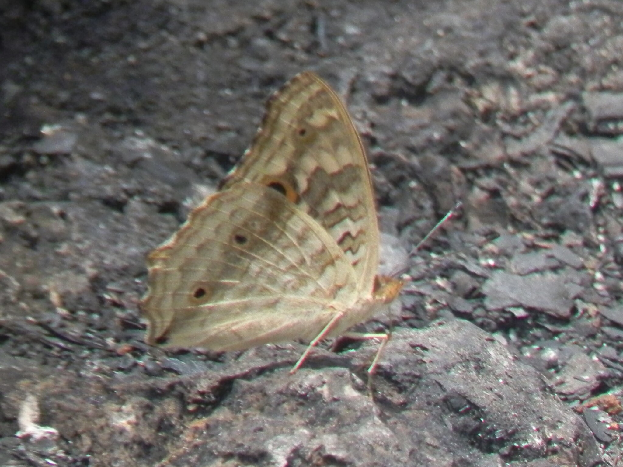Lemon Pansy