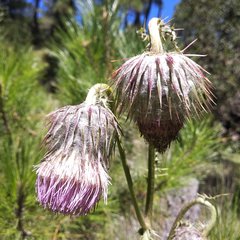 Cirsium subuliforme