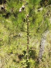 Cirsium subuliforme