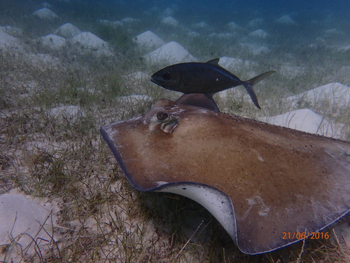 Southern Stingray, photo 4 of 10
