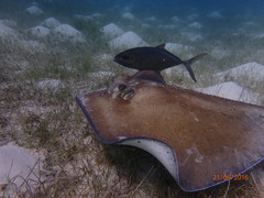 Southern Stingray photo 4