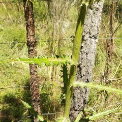 Cirsium subuliforme