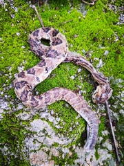 Crotalus culminatus