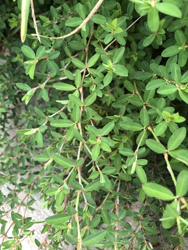 Kummerowia striata