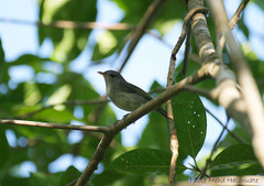 Phylloscopus maforensis