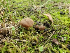 Cortinarius pilatii