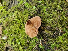 Cortinarius pilatii
