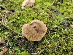 Cortinarius pilatii