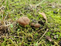 Cortinarius pilatii