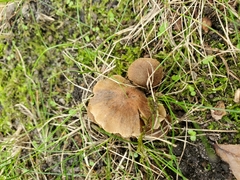 Cortinarius pilatii