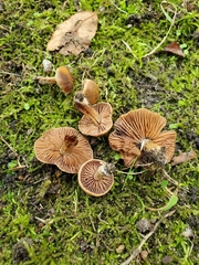 Cortinarius pilatii