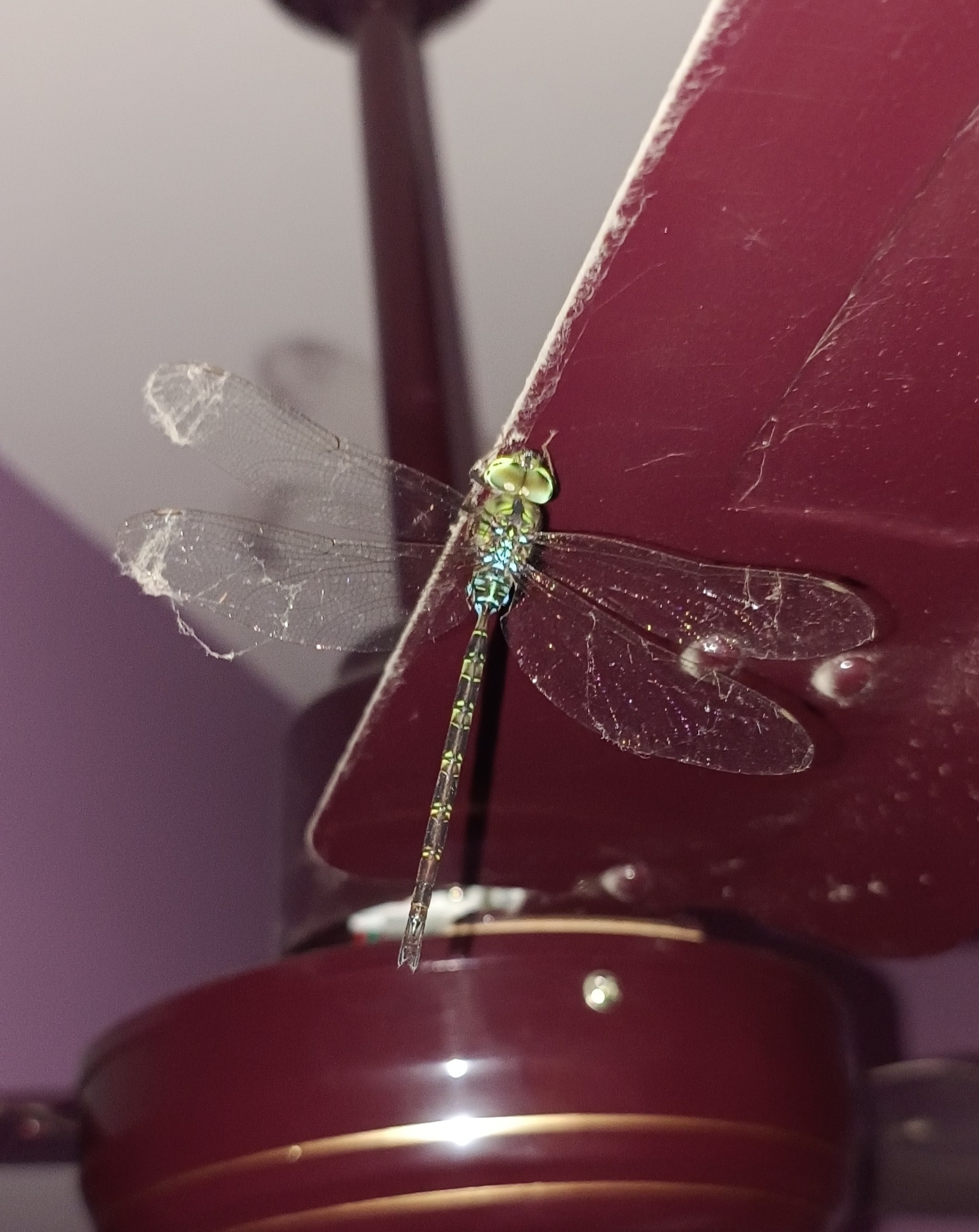 Dingy Duskhawker