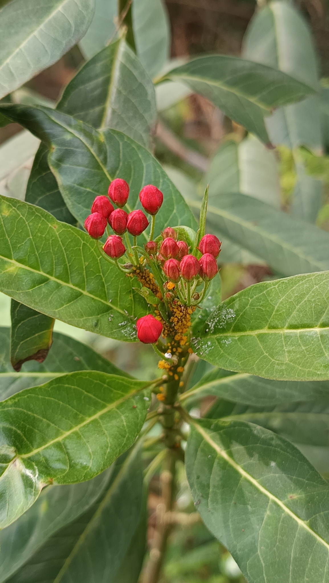 Asclepias curassavica