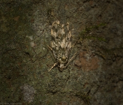 Barea nymphica