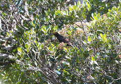 Gymnomyza aubryana