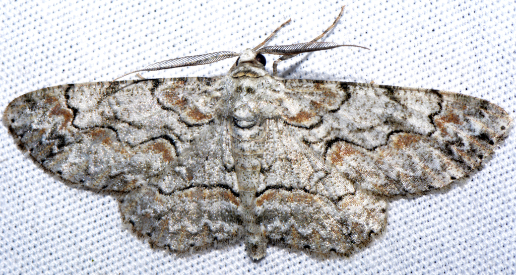 Iridopsis
