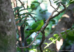 Eunymphicus uvaeensis