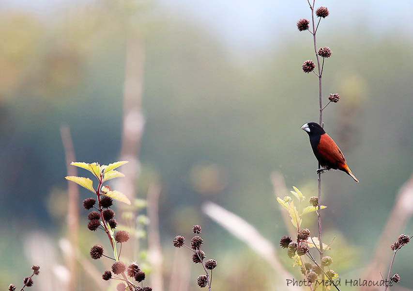 Great-Billed Mannikin
