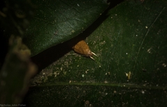 Pholeutis holoxytha