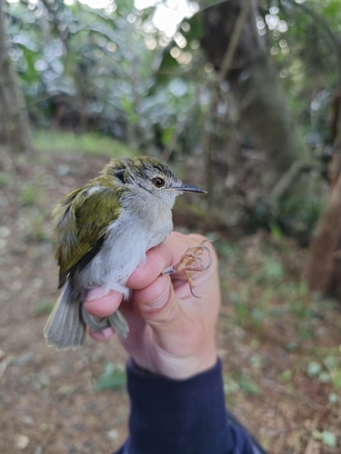 iNaturalist image