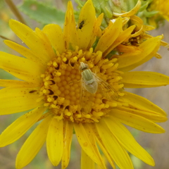 Phthiriinae