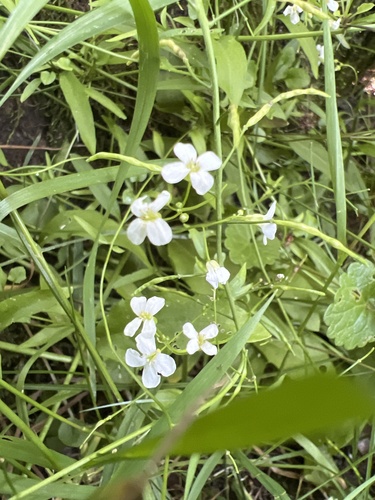 Arabidopsis halleri iNat (3)
