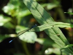 Acanthagrion quadratum