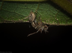 Paraphilaeus daemeli