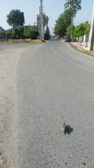 Emys orbicularis persica