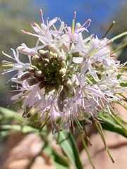 Thelypodium wrightii