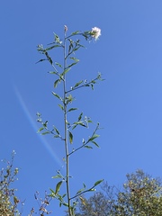 Thelypodium wrightii