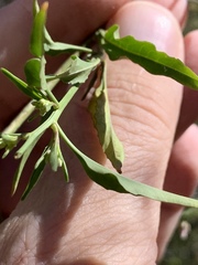 Thelypodium wrightii