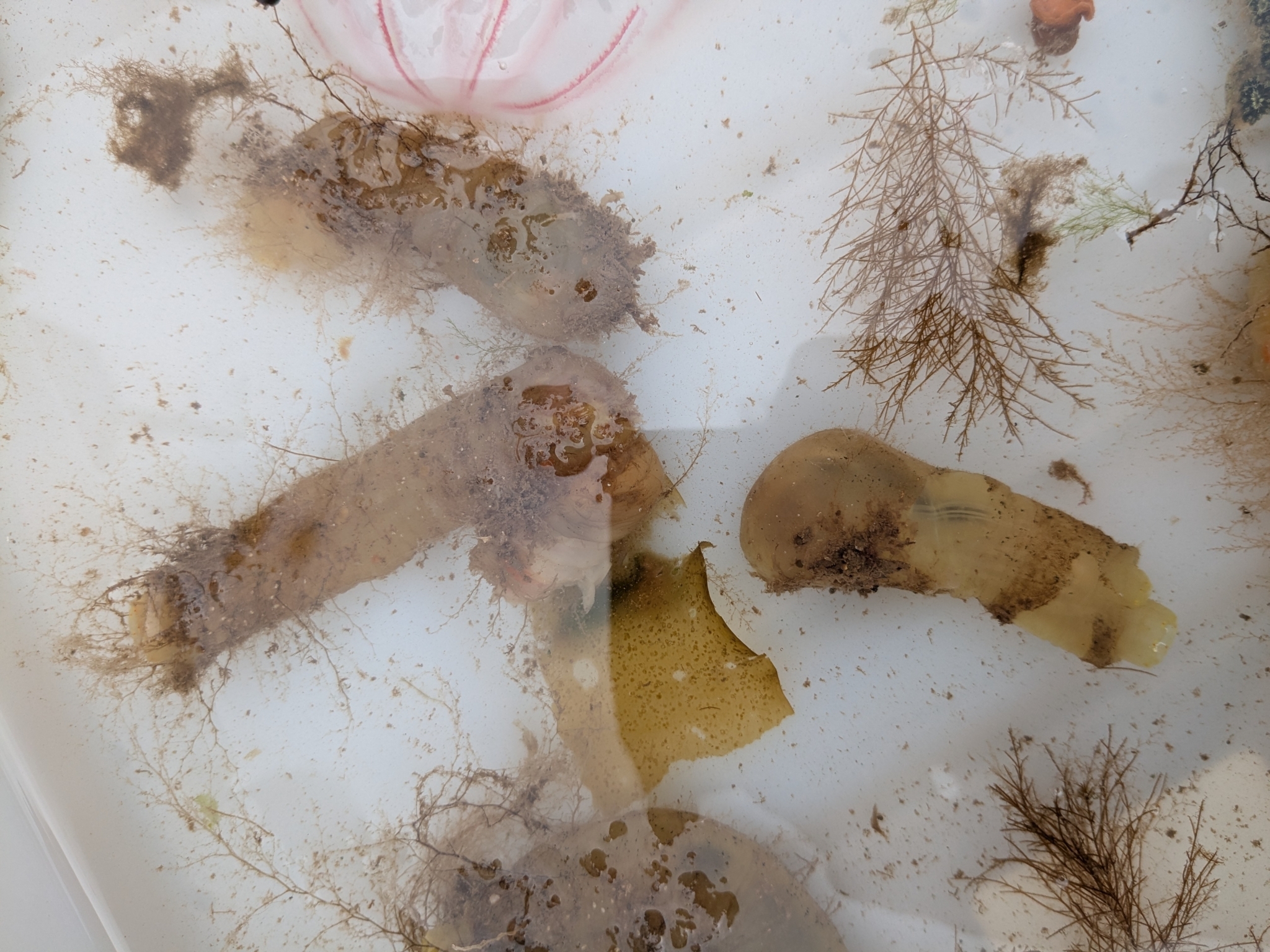 Ciona intestinalis (Linnaeus, 1767)