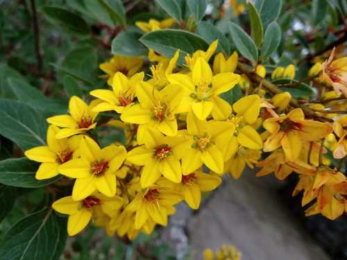 Galphimia glauca