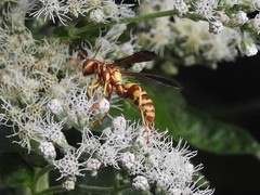 Polistes dorsalis neotropicus
