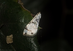 Pycnarmon