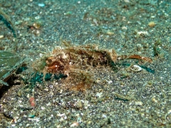 Pteroidichthys amboinensis