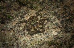 Stephanopis carcinoides