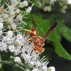 Polistes dorsalis neotropicus
