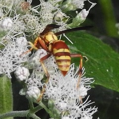Polistes dorsalis neotropicus