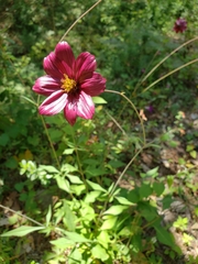 Cosmos scabiosoides