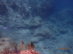 Canthidermis sufflamen