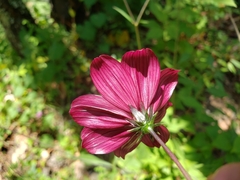 Cosmos scabiosoides