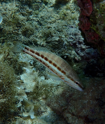 Serranus cabrilla