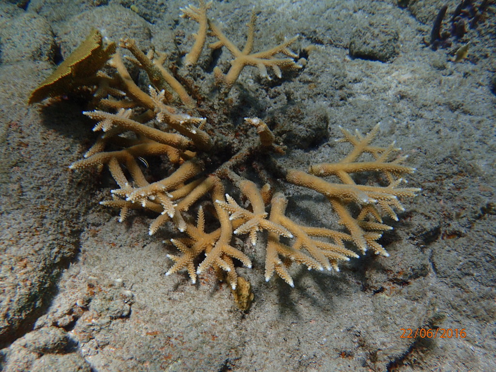 Staghorn coral (Acropora cervicornis) found at Caverns. - Living
